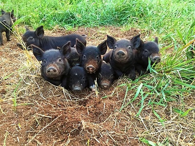 piglet smiles